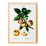 Poster about the Apple Tree, based on an old engraving from 1802
