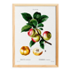 Poster about the Apple Tree, based on an old engraving from 1802