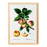 Affiche sur le Pommier, d’après une gravure ancienne de 1802
