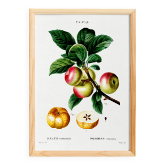 Poster about the Apple Tree, based on an old engraving from 1802