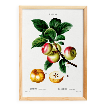 Poster about the Apple Tree, based on an old engraving from 1802