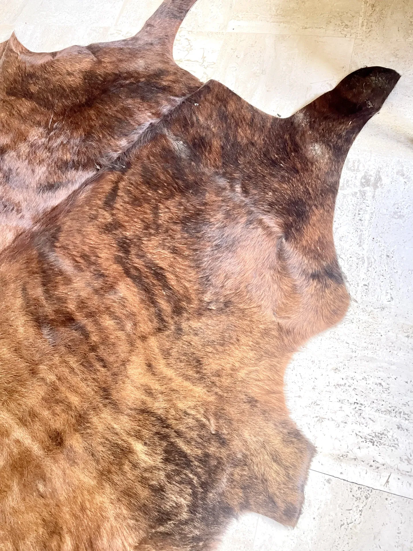 Texas cowhide rug, 1970
