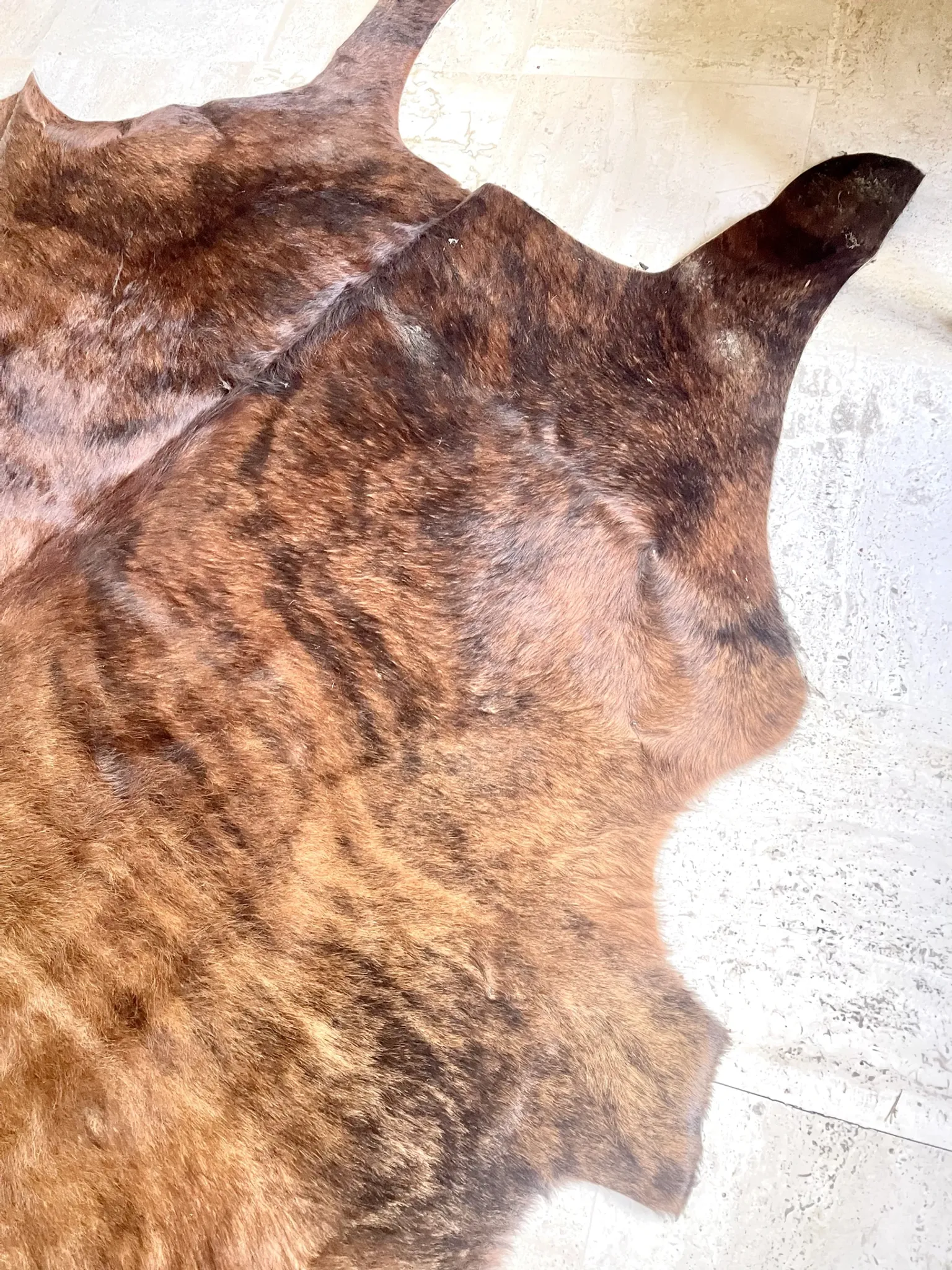 Texas cowhide rug, 1970