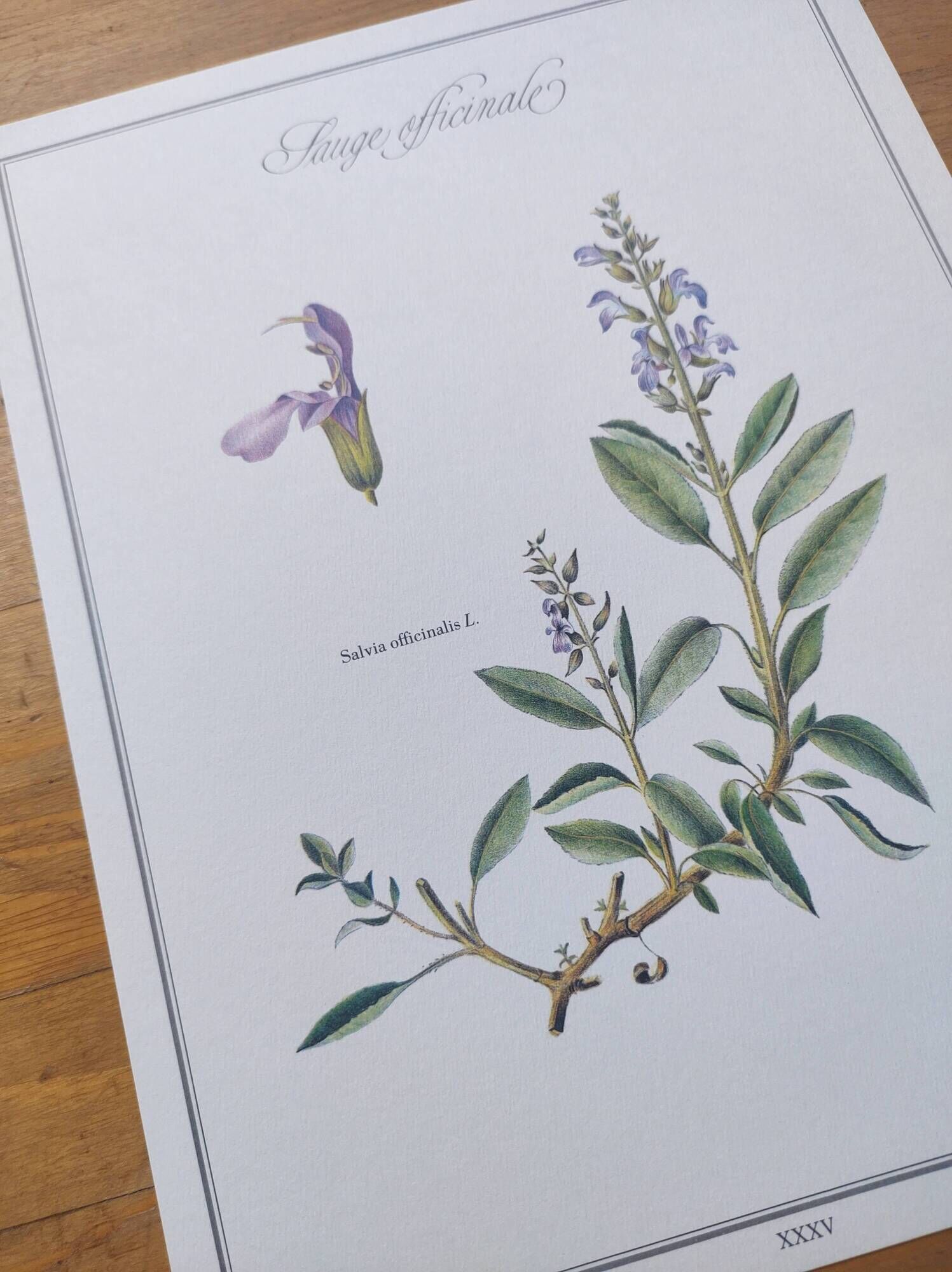 Botanical plate -Sage Officinale- Illustration of medicinal plants and herbs. Pastels