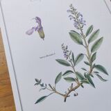 Botanical plate -Sage Officinale- Illustration of medicinal plants and herbs. Pastels