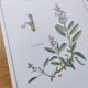 Botanical plate -Sage Officinale- Illustration of medicinal plants and herbs. Pastels