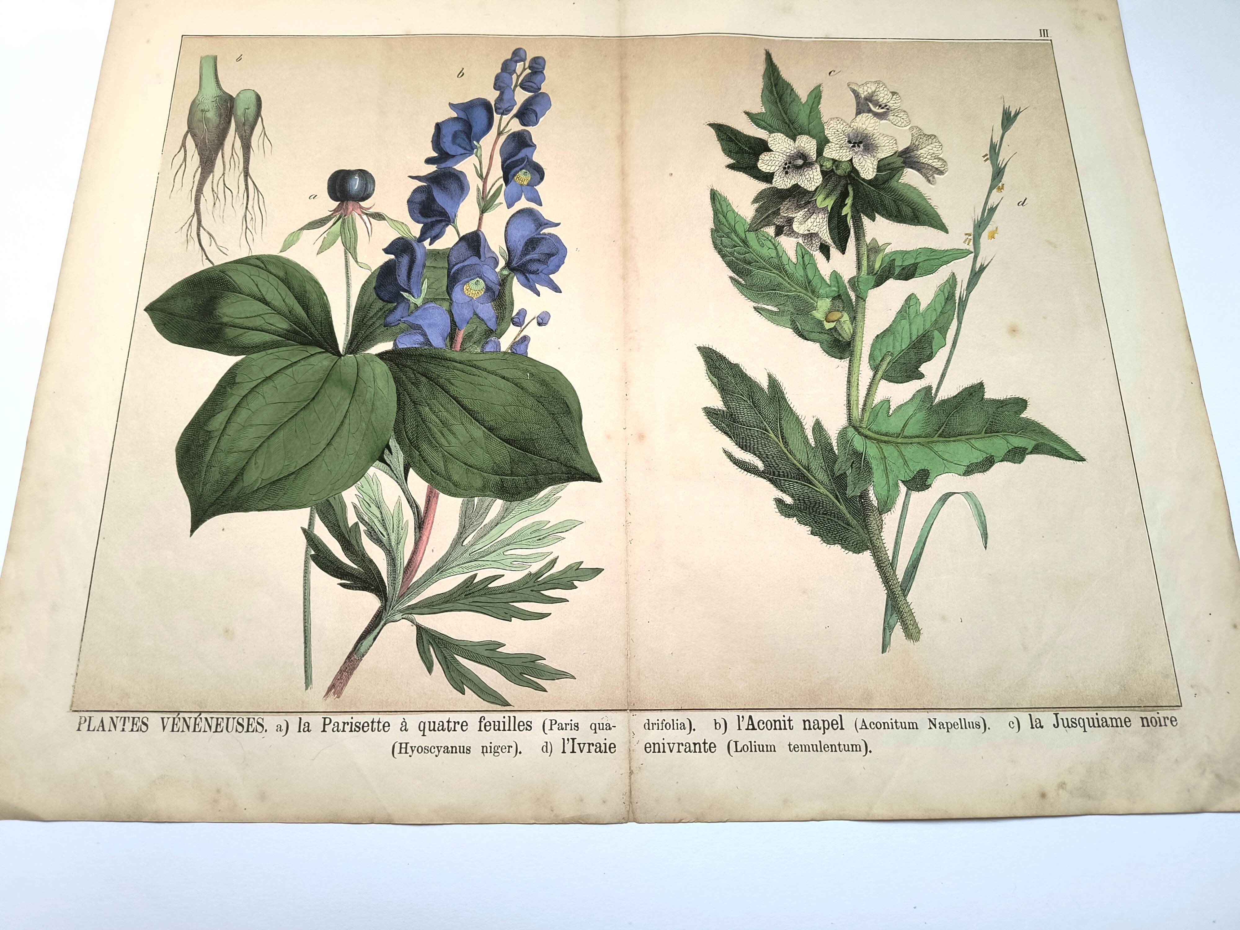 Botanical engraving from 1870 - Poisonous plants, - Lithograph, plate