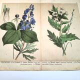 Botanical engraving from 1870 - Poisonous plants, - Lithograph, plate
