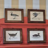 Bird frames