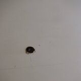 Bedside table Pierre Guariche edition Negroni circa 1970