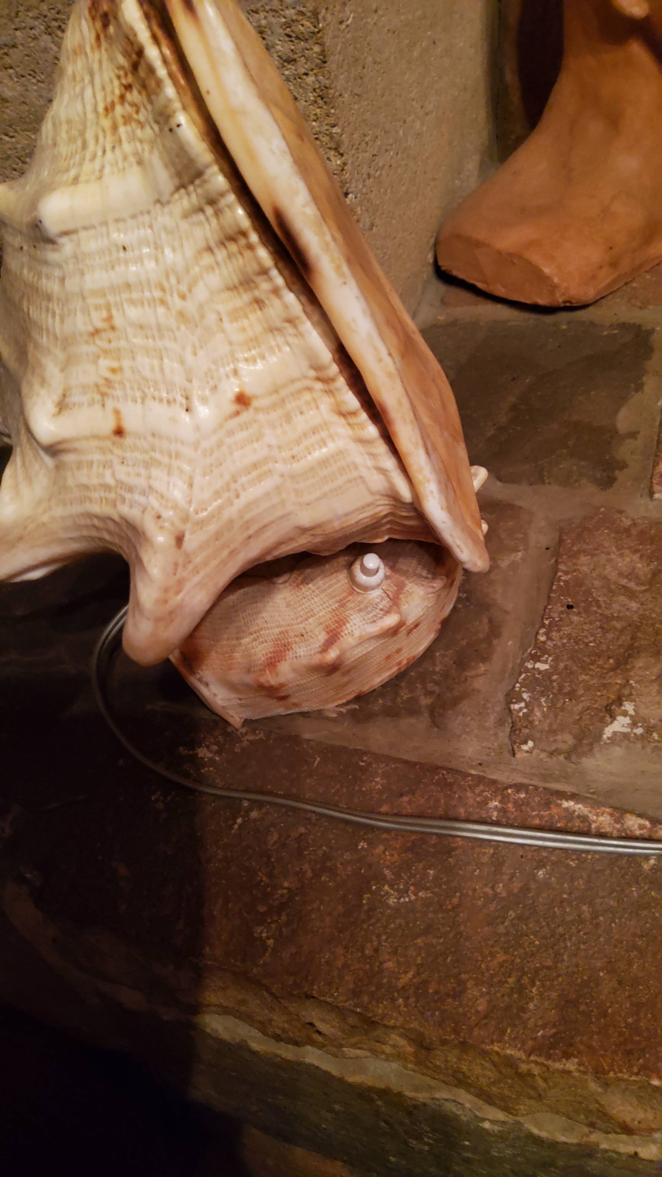 Shell lamp from the 50s