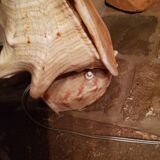 Shell lamp from the 50s