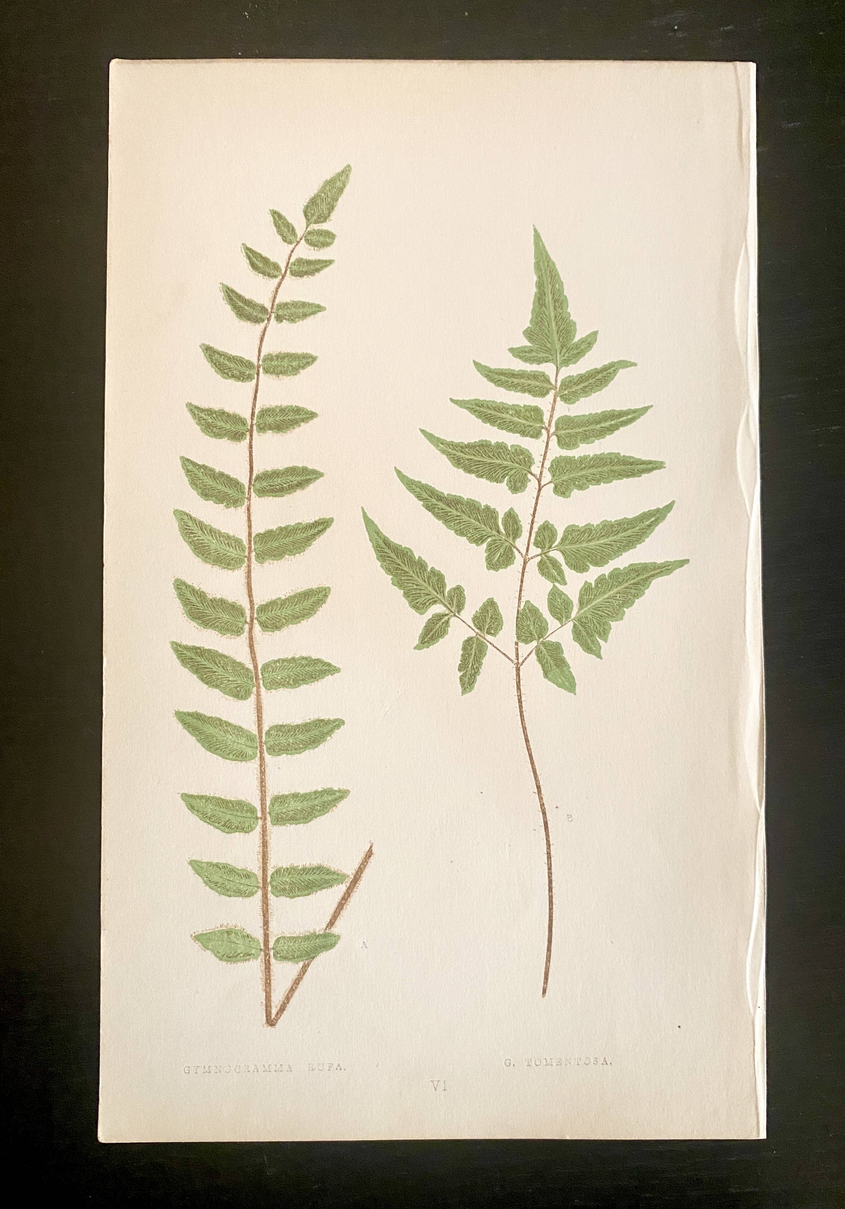 Planche botanique 1900, ed anglaise, mise sous verre