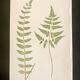 Planche botanique 1900, ed anglaise, mise sous verre