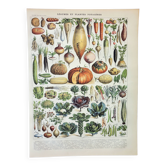 Gravure ancienne 1898, Légumes et plantes potagères • Lithographie, Planche originale