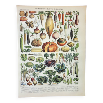 Old engraving 1898, Vegetables and vegetable plants • Lithograph, Original plate
