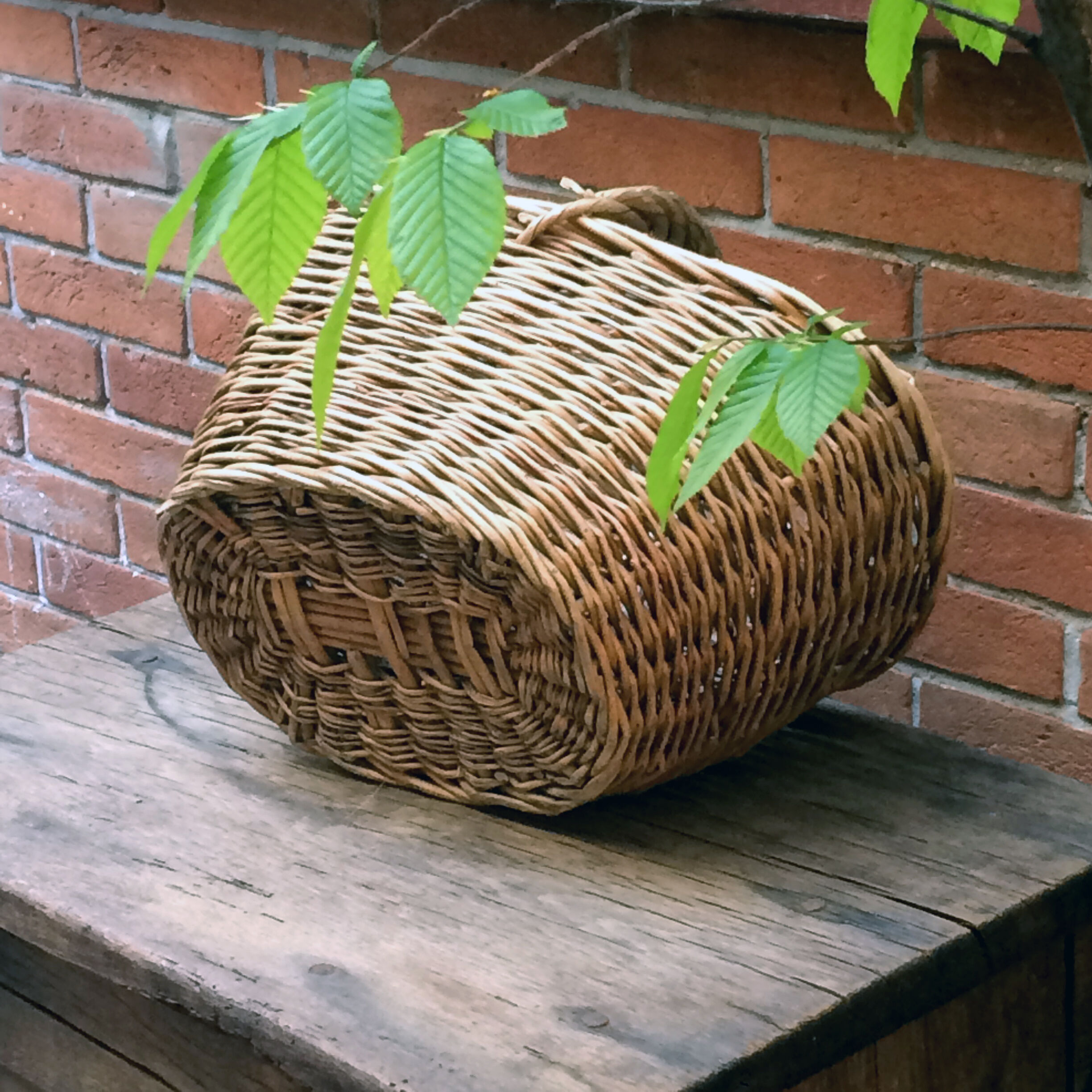 Harvest basket
