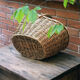 Panier de vendange