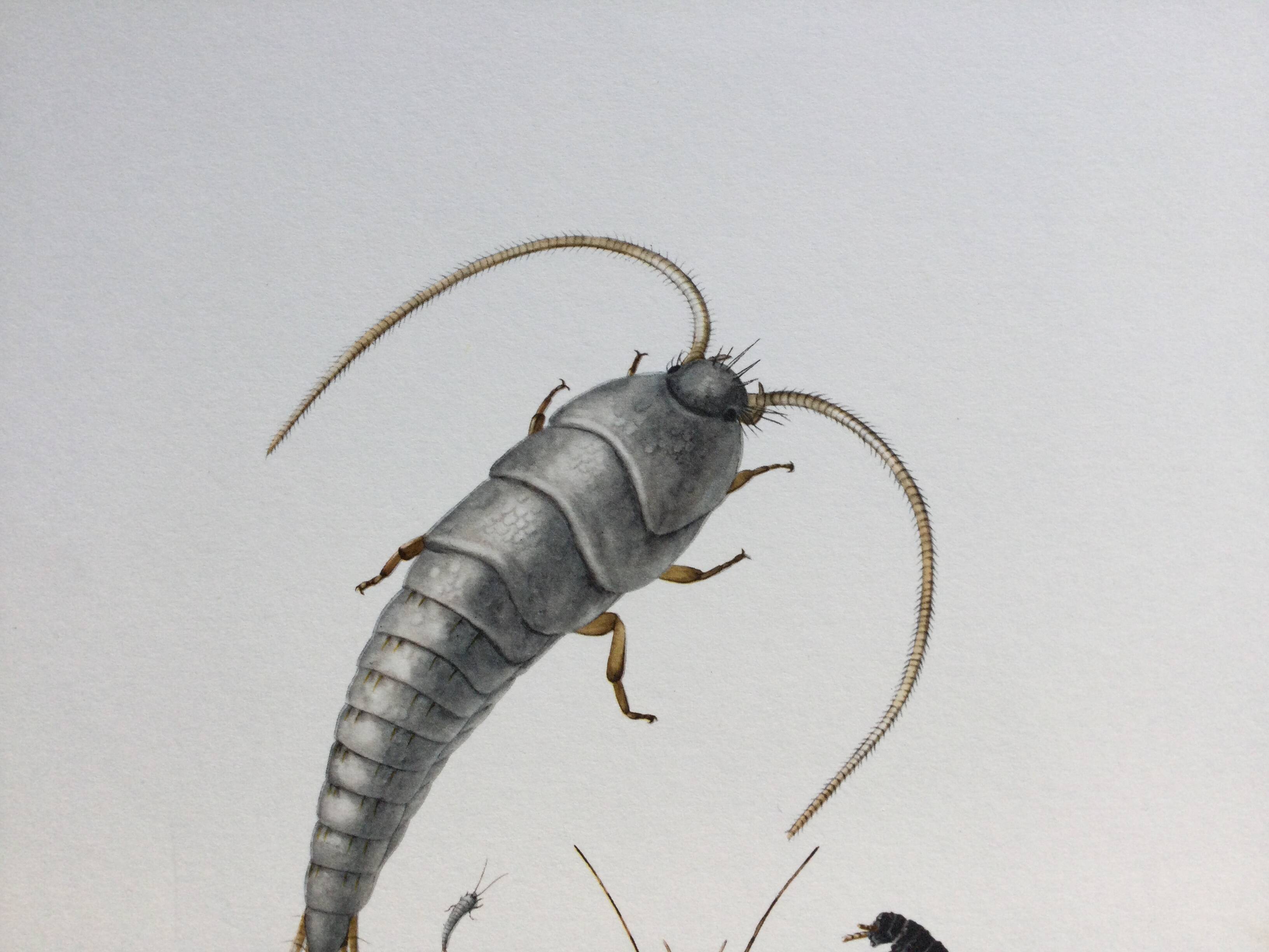 Old illustration "insects", 1960s