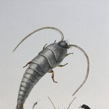 Old illustration "insects", 1960s