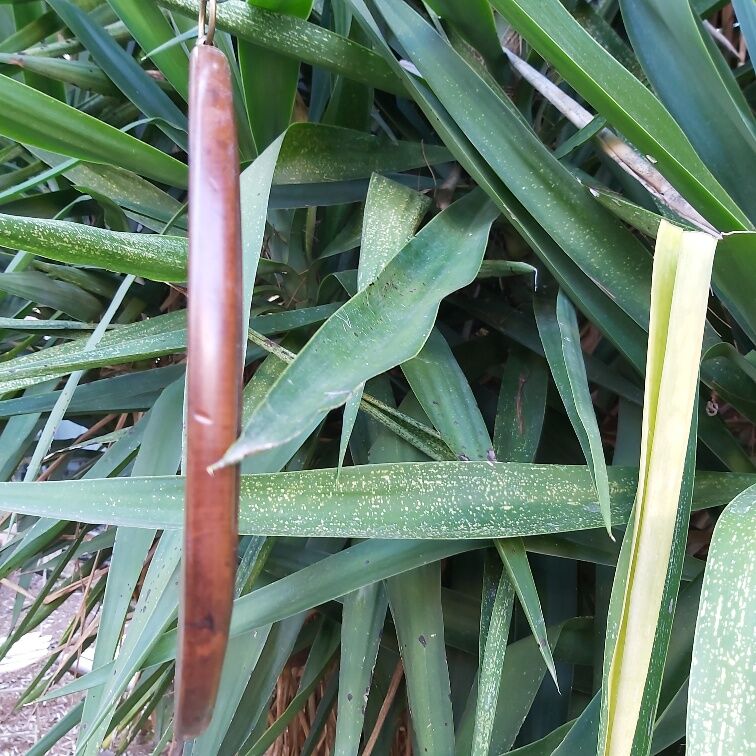 Old wooden round mirror