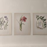 Old botanical illustration