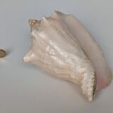 Pink shell, conch, stombus gigas, pink conch