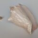 Pink shell, conch, stombus gigas, pink conch