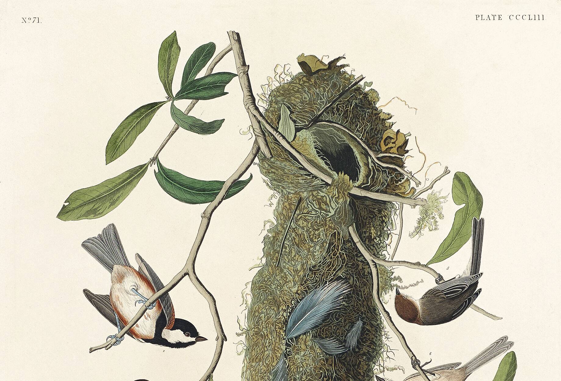 Poster about Tits, based on an old engraving from 1827.