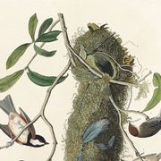 Affiche sur les Mésanges, d’après une gravure ancienne de 1827.