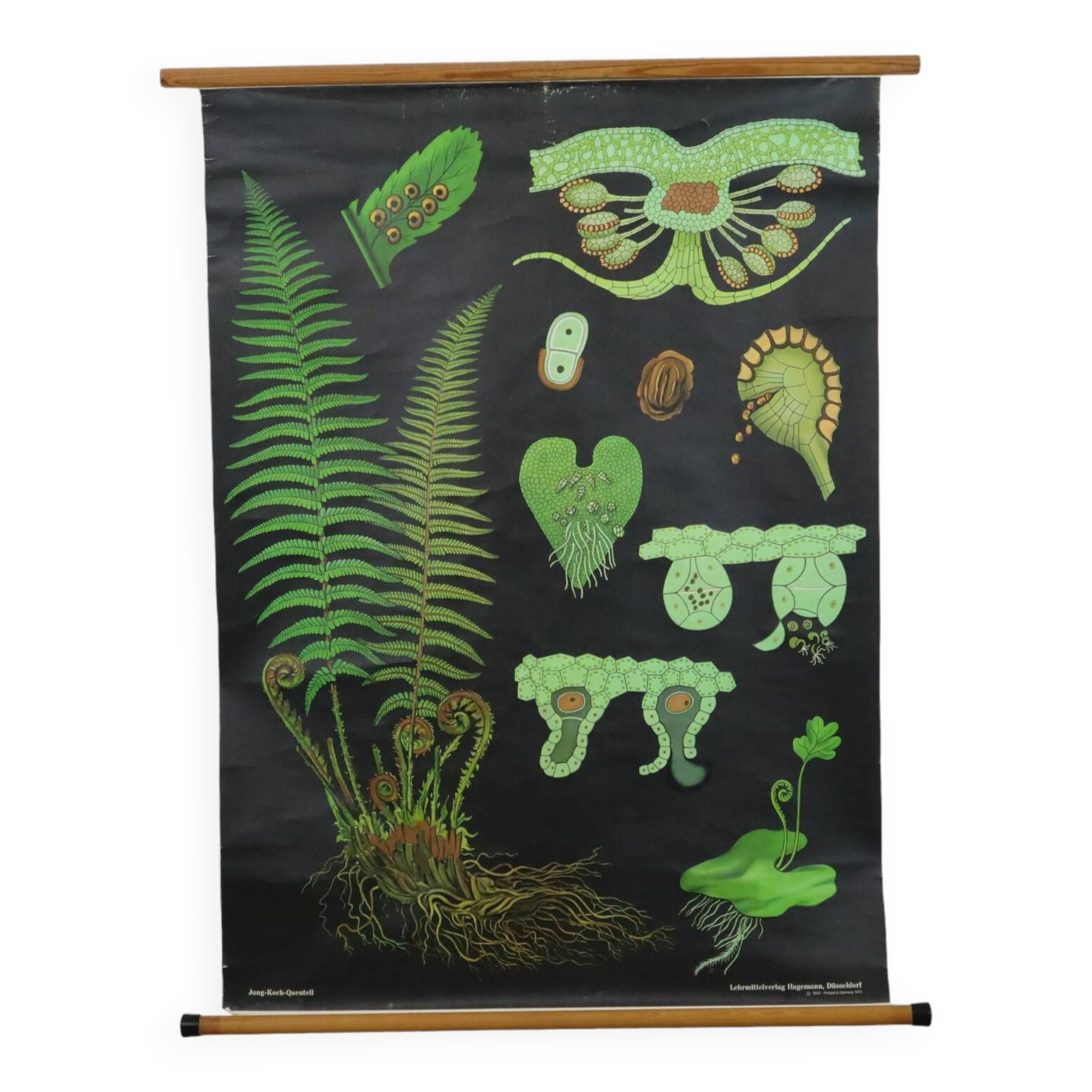 Large Vintage School Map The Fern Jung Koch Quentell 117cm