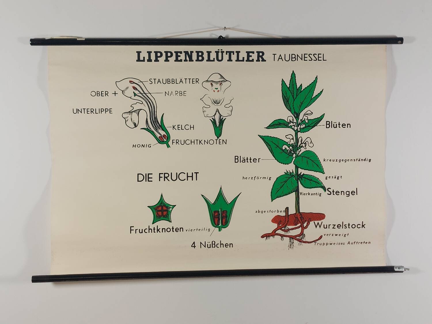 Affiche murale éducative vintage à rouleau sur la biologie des plantes