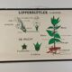 Affiche murale éducative vintage à rouleau sur la biologie des plantes