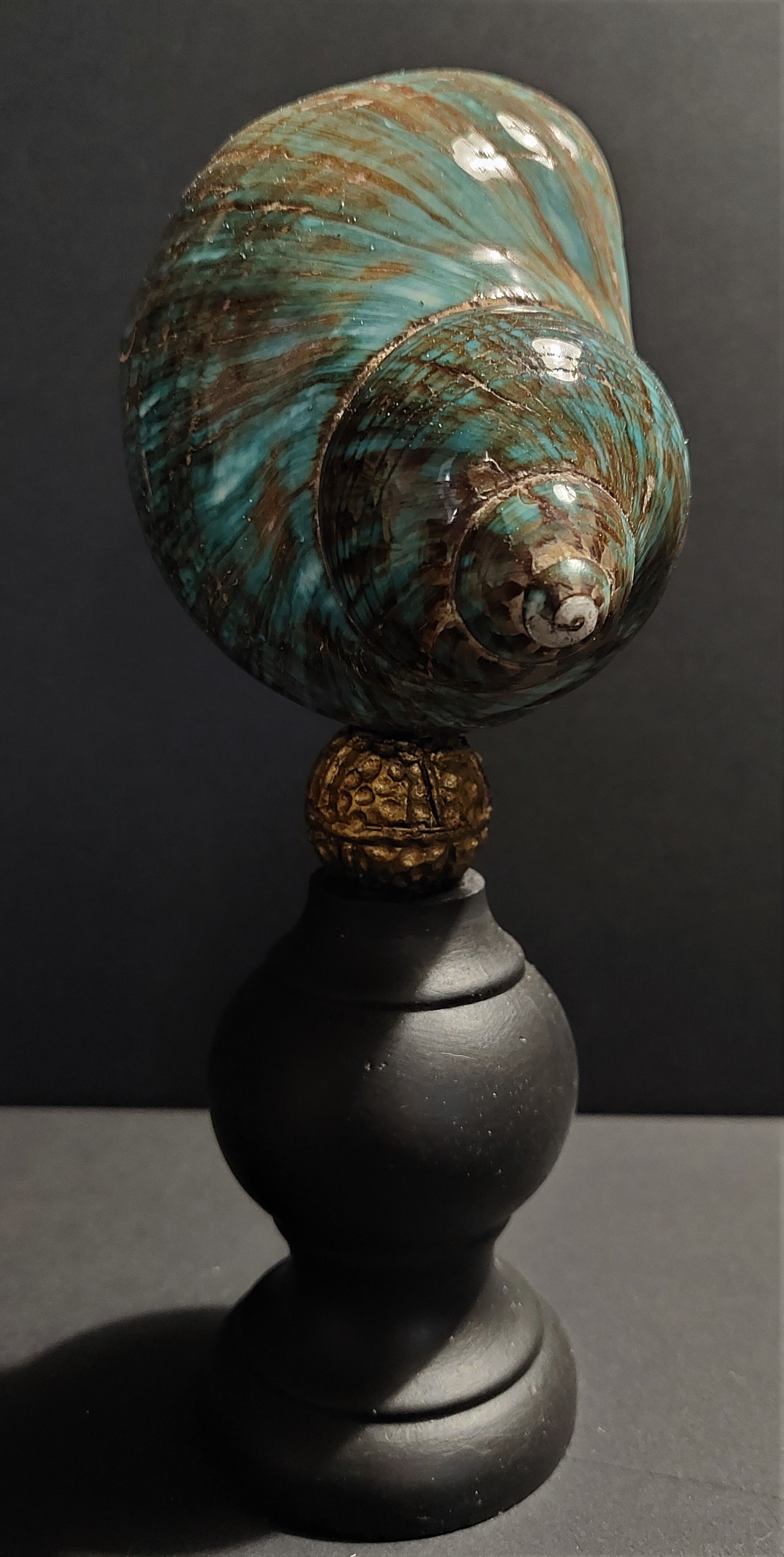 Cabinet of curiosities shell turbo imperialis on base