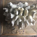 Elkhorn coral