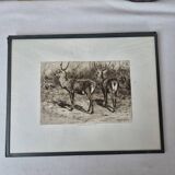 Engraving of a deer hunt by Rosa Bonheur