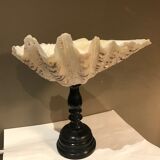 Clam mounted in vacuum pocket