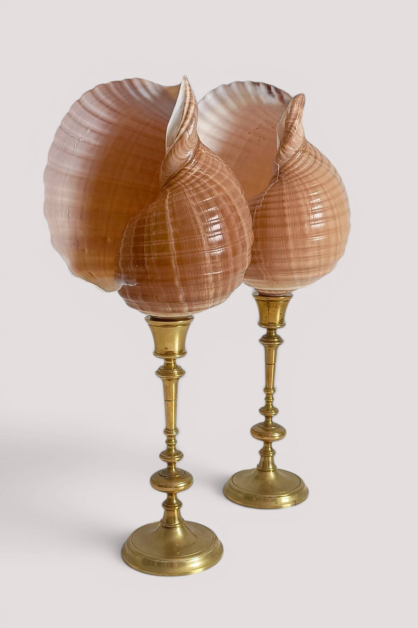 Pair of natural shells on a mid-century Swedish Skultuna brass candelabrum.
