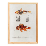 Poster about scorpionfish and gurnards, based on an old engraving from 1849