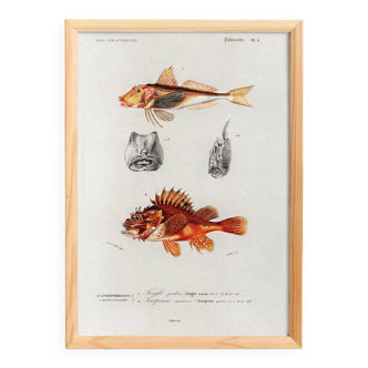 Poster about scorpionfish and gurnards, based on an old engraving from 1849