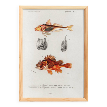 Poster about scorpionfish and gurnards, based on an old engraving from 1849