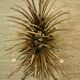 Chanel coco "wheat gerbe" coffee table from the 1950s