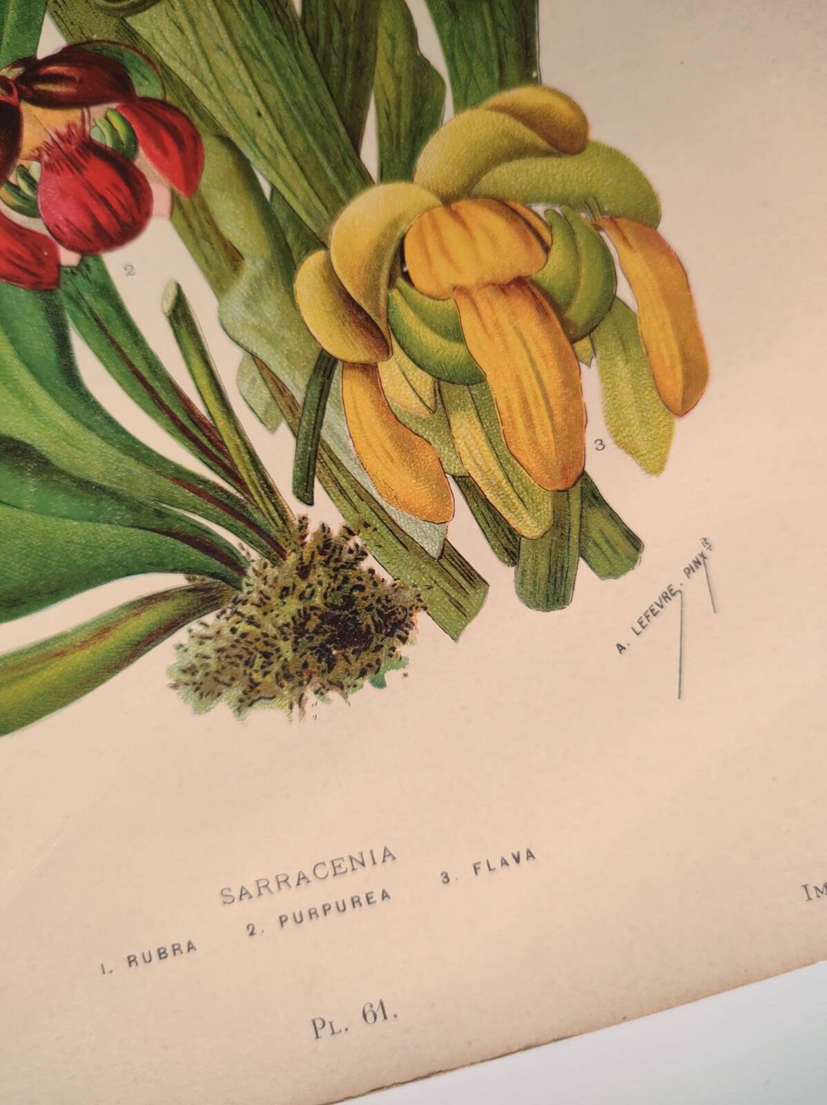 Botanical engraving from 1897 - drawing of Sarracenia - original old flower plate by A.Lefevre