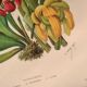 Botanical engraving from 1897 - drawing of Sarracenia - original old flower plate by A.Lefevre