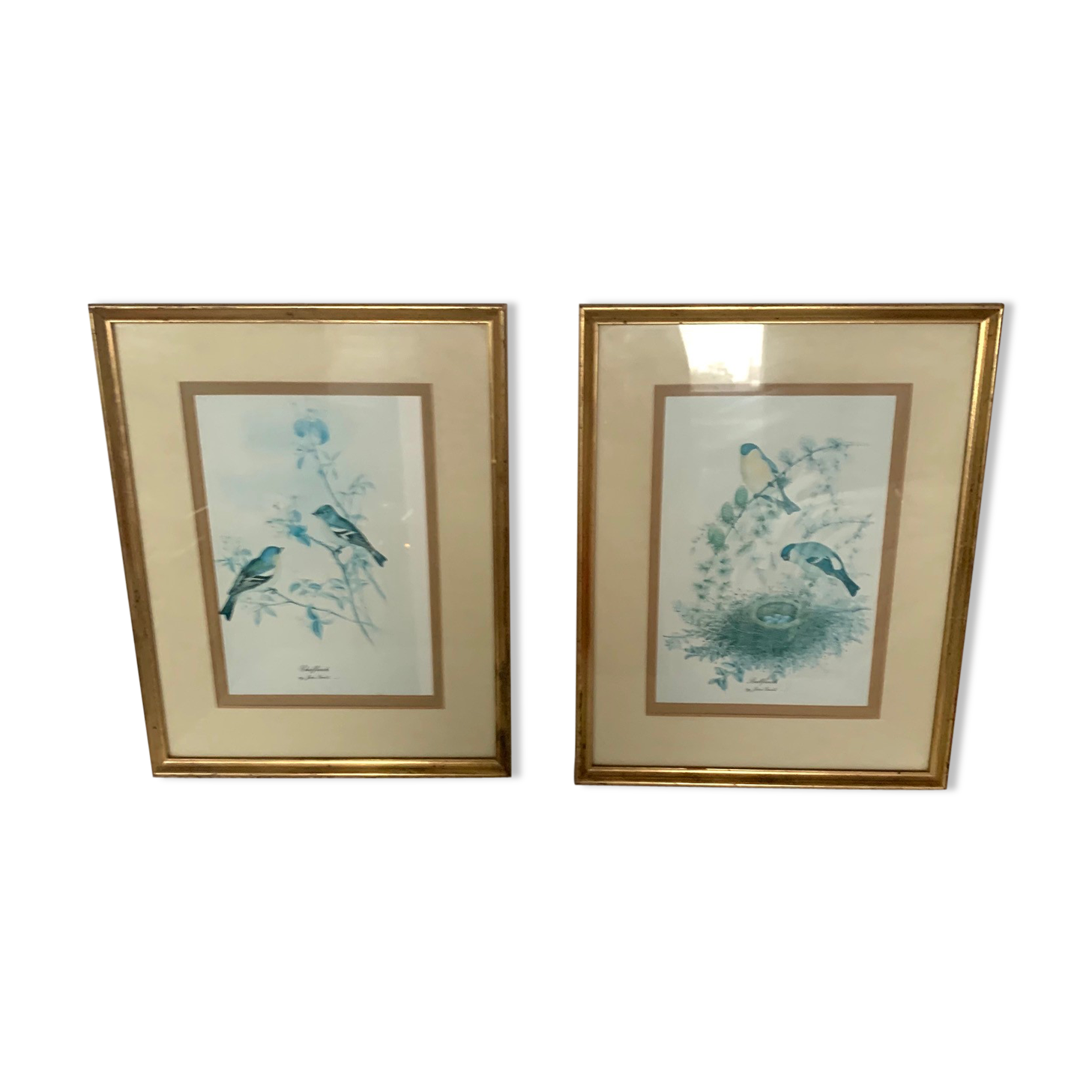 2 old John Gould illustrations