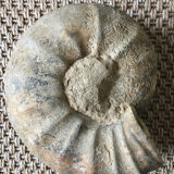 Ammonite fossil