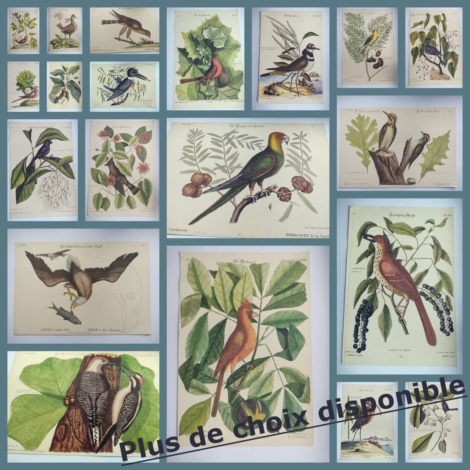 Old bird board - Woodpecker & Woodpecker - Ornithological and zoological engraving by Seligmann & Catesby