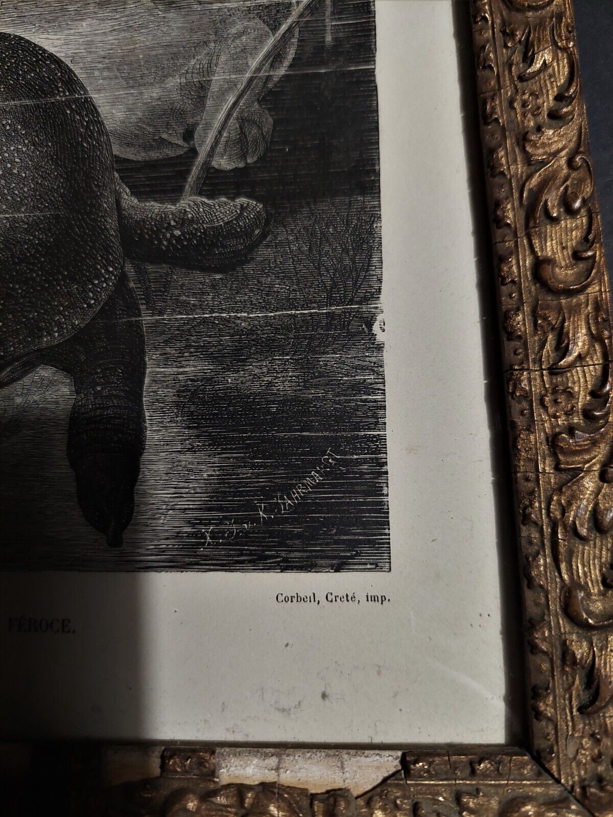 Animal engraving XIXth framed