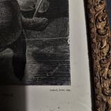 Animal engraving XIXth framed