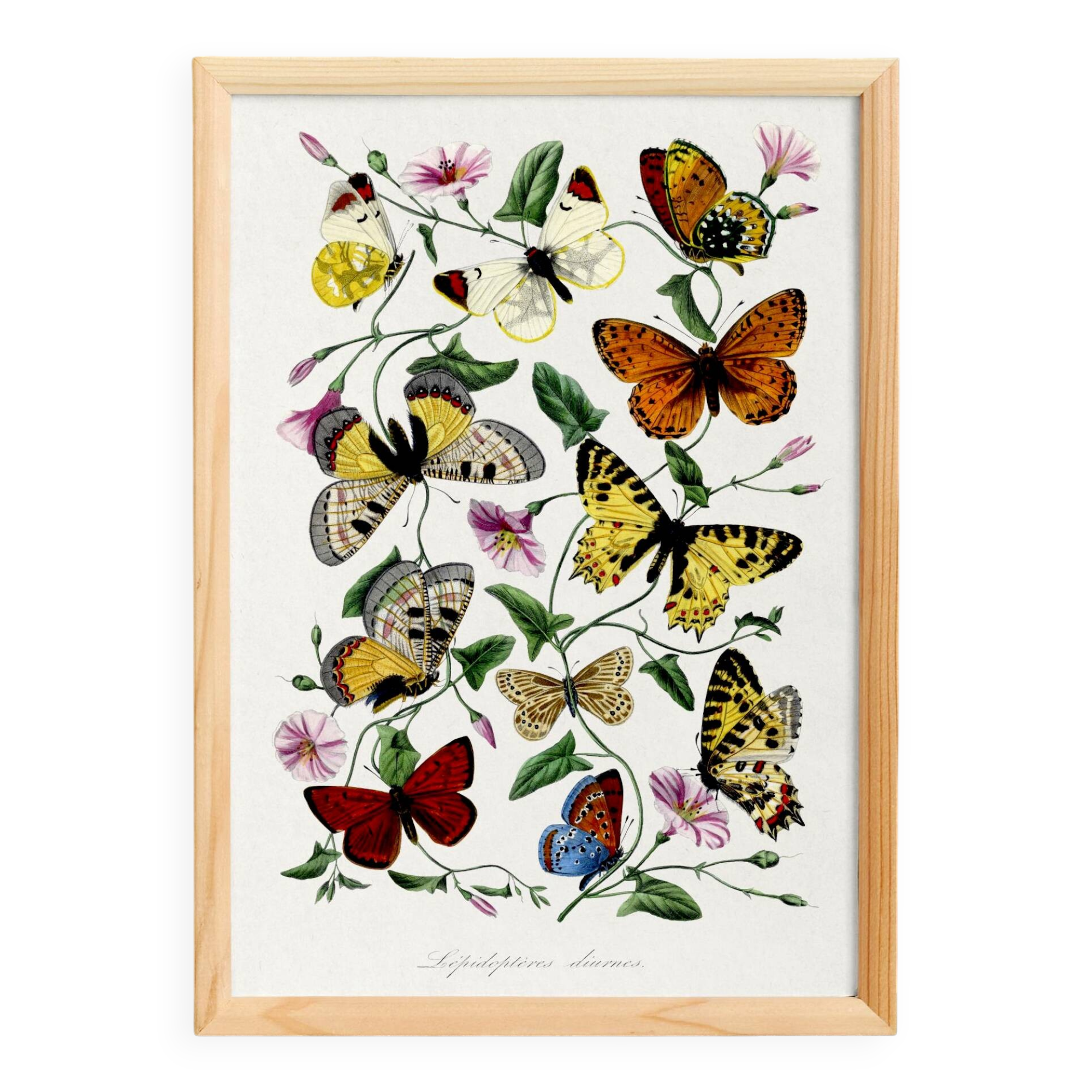 Poster about butterflies, based on an old engraving from 1842.